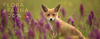 Flora&Fauna