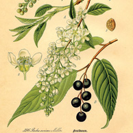 Rycina botaniczna - czeremcha