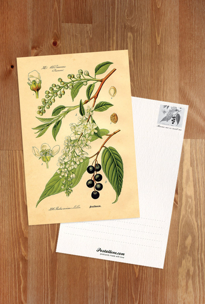 Rycina botaniczna - czeremcha