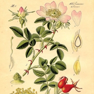 Rycina botaniczna - dzika róża
