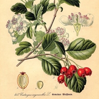 Rycina botaniczna - głóg