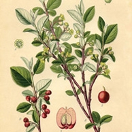 Rycina botaniczna - irga