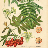 Rycina botaniczna - jarzębina