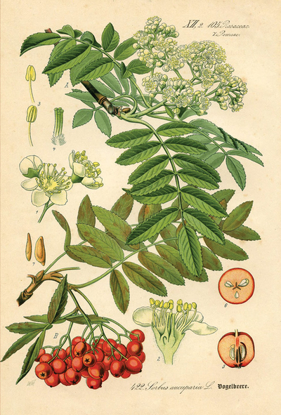 Rycina botaniczna - jarzębina