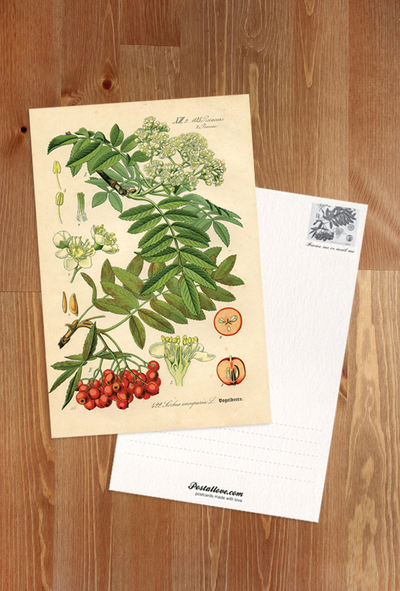 Rycina botaniczna - jarzębina