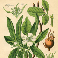 Rycina botaniczna - nieszpułka