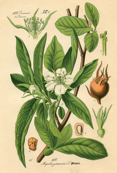 Rycina botaniczna - nieszpułka