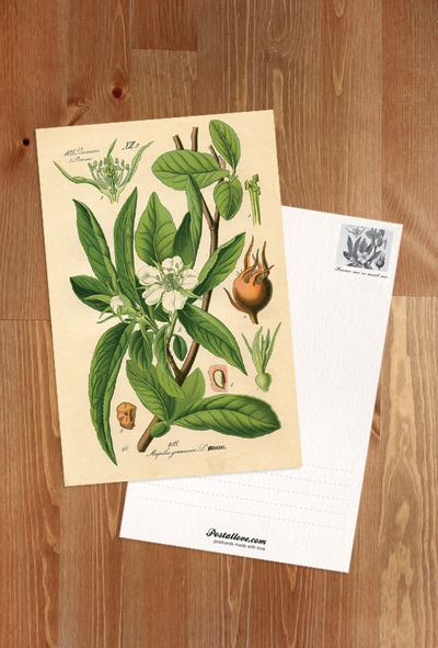 Rycina botaniczna - nieszpułka