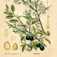 Rycina botaniczna - tarnina