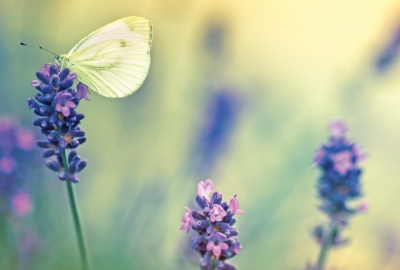Motyl i lawenda