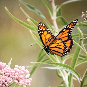 Motyl monarcha