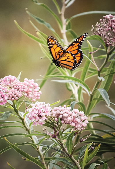 Motyl monarcha