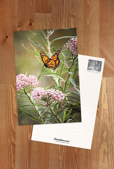 Motyl monarcha