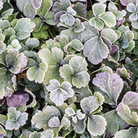 Oszroniona koniczyna