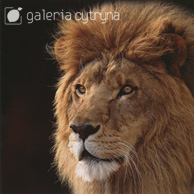 Galeria Cytryna - Lew