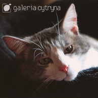 Galeria Cytryna - Leżacy kot