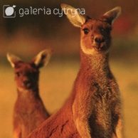 Galeria Cytryna - Mama kangurzyca