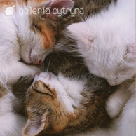 Galeria Cytryna - Śpiące kotki