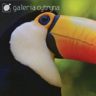 Galeria Cytryna - Tukan