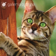 Galeria Cytryna - Zielonooki kot