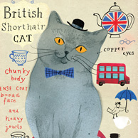 Kot brytyjski