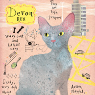 Kot devon rex