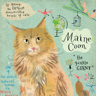 Kot Maine Coon