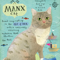 Kot manx 