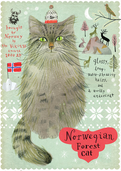 Kot norweski leśny
