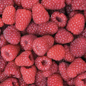 Maliny