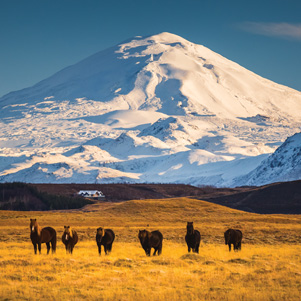 Wulkan Hekla i konie islandzkie