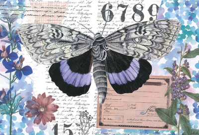 Marika Wieczorek - Fioletowy motyl