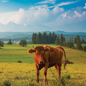 Poland - Love to be here... - Pejzaż z krówką, Pieniny