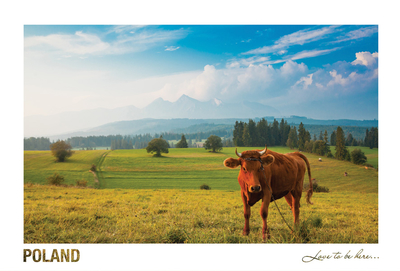 Poland - Love to be here... - Pejzaż z krówką, Pieniny