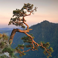 Poland - Love to be here... - Pieniny, Sosna