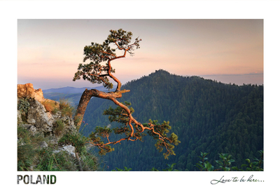Poland - Love to be here... - Pieniny, Sosna