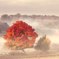 Poland - Love to be here... - Pomorze - Jesienne drzewo 