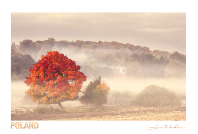 Poland - Love to be here... - Pomorze - Jesienne drzewo 