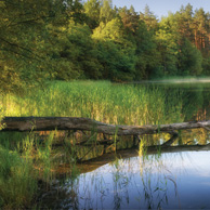 Poland - Love to be here... - Przewrócone drzewo, Mazury