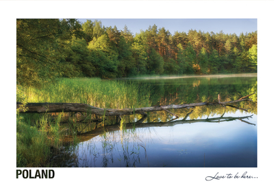Poland - Love to be here... - Przewrócone drzewo, Mazury