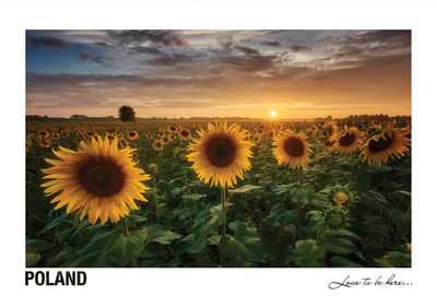 Poland - Love to be here... - Słoneczniki