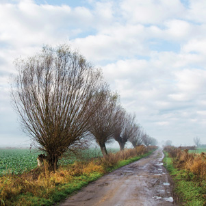 Poland - Love to be here... - Wiosenne wierzby