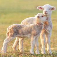 Dwie owieczki
