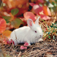 Jesienny biały króliczek