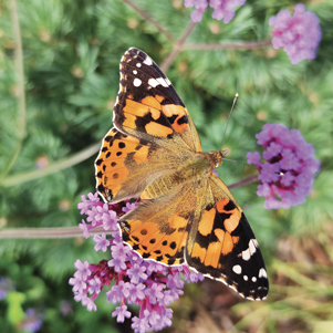 Motyl Rusałka osetnik