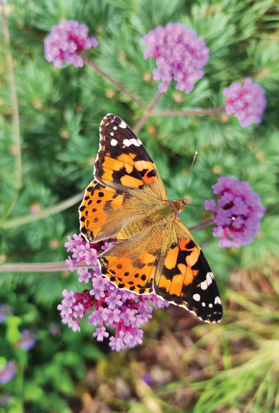 Motyl Rusałka osetnik