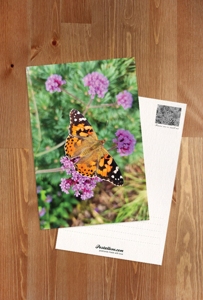 Motyl Rusałka osetnik