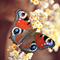 Motyl Rusałka pawik 