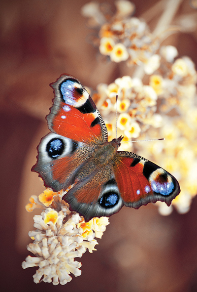 Motyl Rusałka pawik 