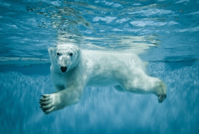 Niedźwiedź polarny